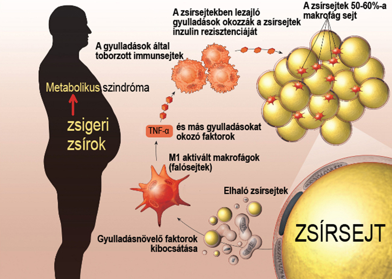 vese és máj méregtelenítő)