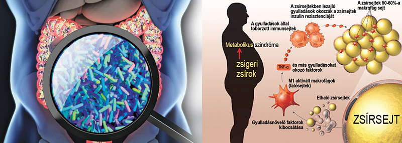 bélbaktériumok megváltoztatása a fogyás érdekében)
