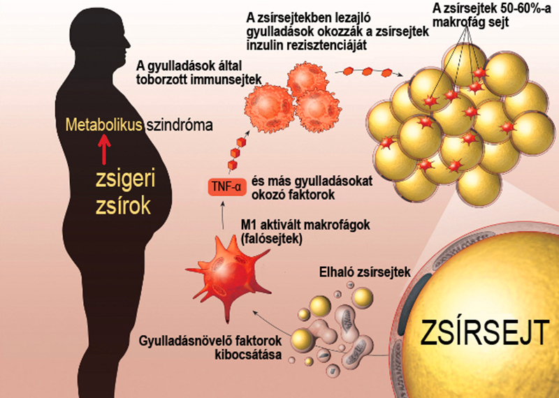 méregtelenítő méreganyagok)