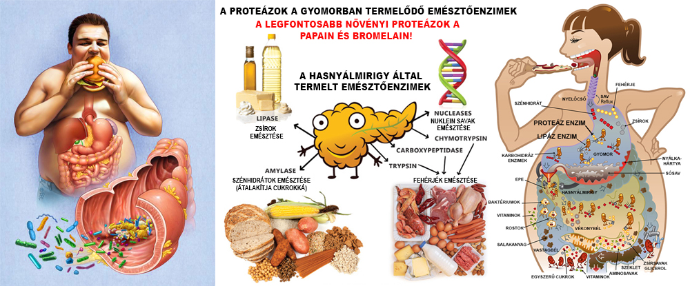 fogyás hasnyálmirigy enzim)