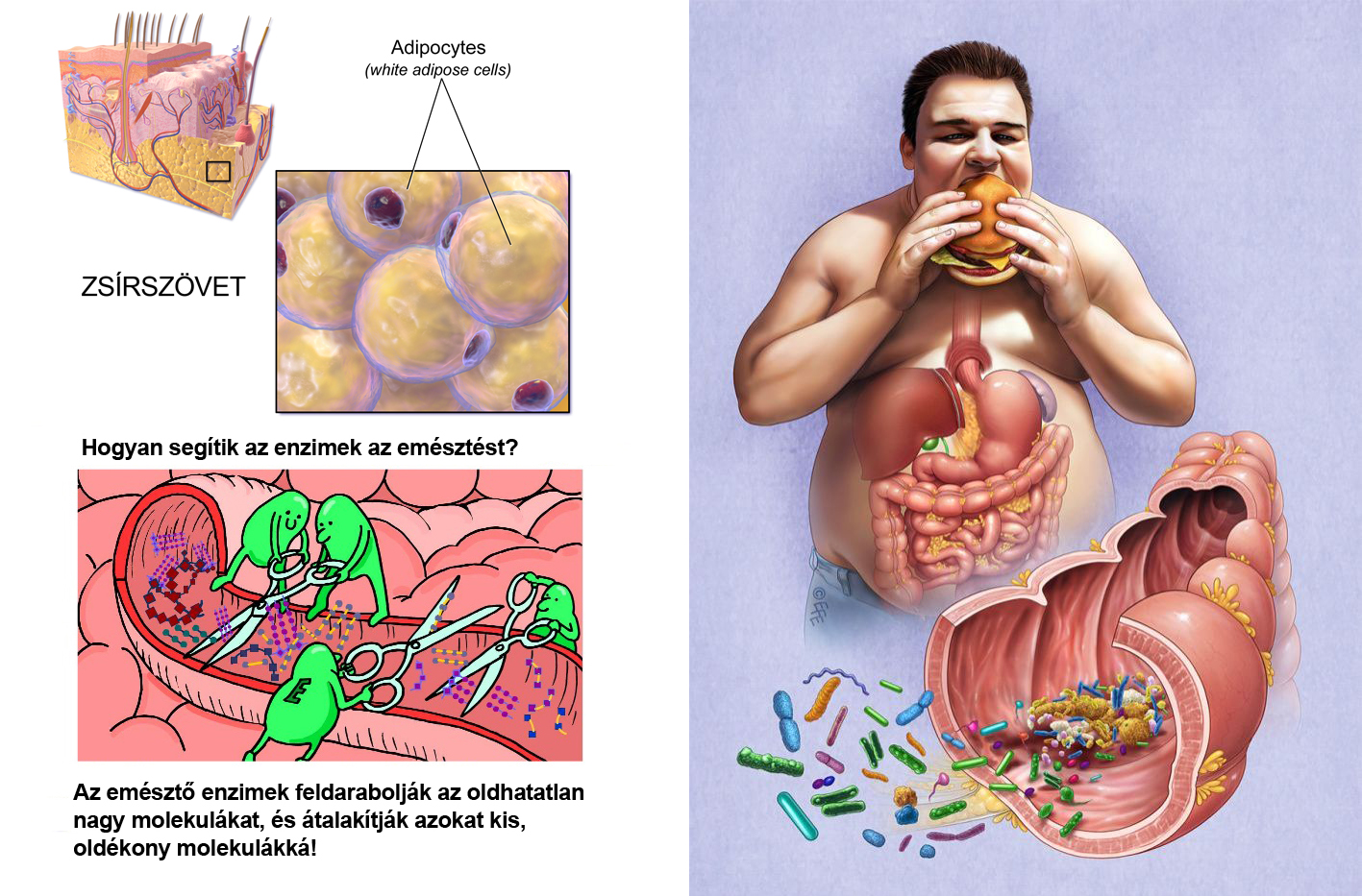 testsúlycsökkentő enzimek)